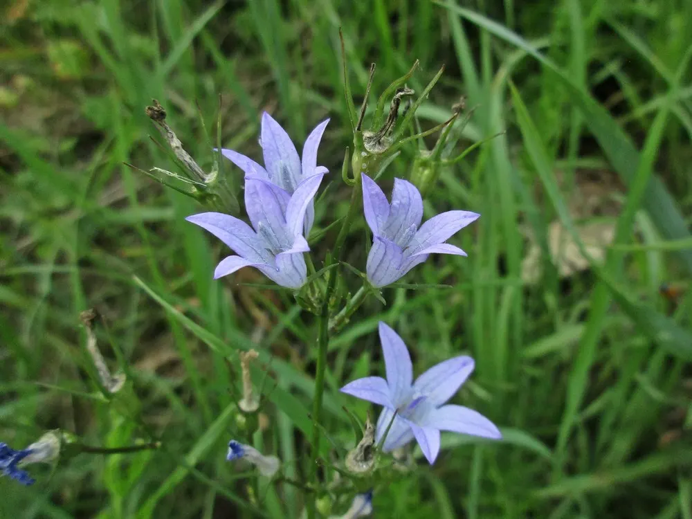 Bellflower (Campanula 'Jelly Bells') — Its upright stems reach 18-24 inches tall and spread up to 12 inches wide, thriving in full sun to part, image 75