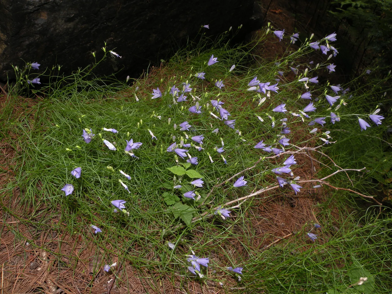 Bellflower (Campanula 'Jelly Bells') — Blooming from early to late summer, it adds a vibrant yet soft touch to borders and cottage gardens, image 52