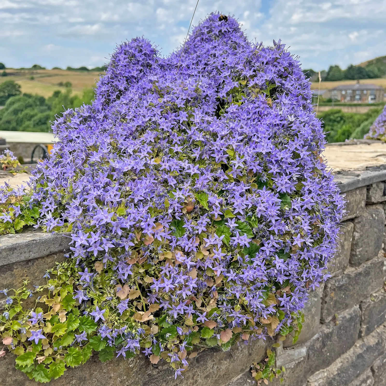 Bellflower (Campanula 'Jelly Bells') — This herbaceous plant hails from the Campanulaceae family and is known for its ease of care and resiliency; hardy in