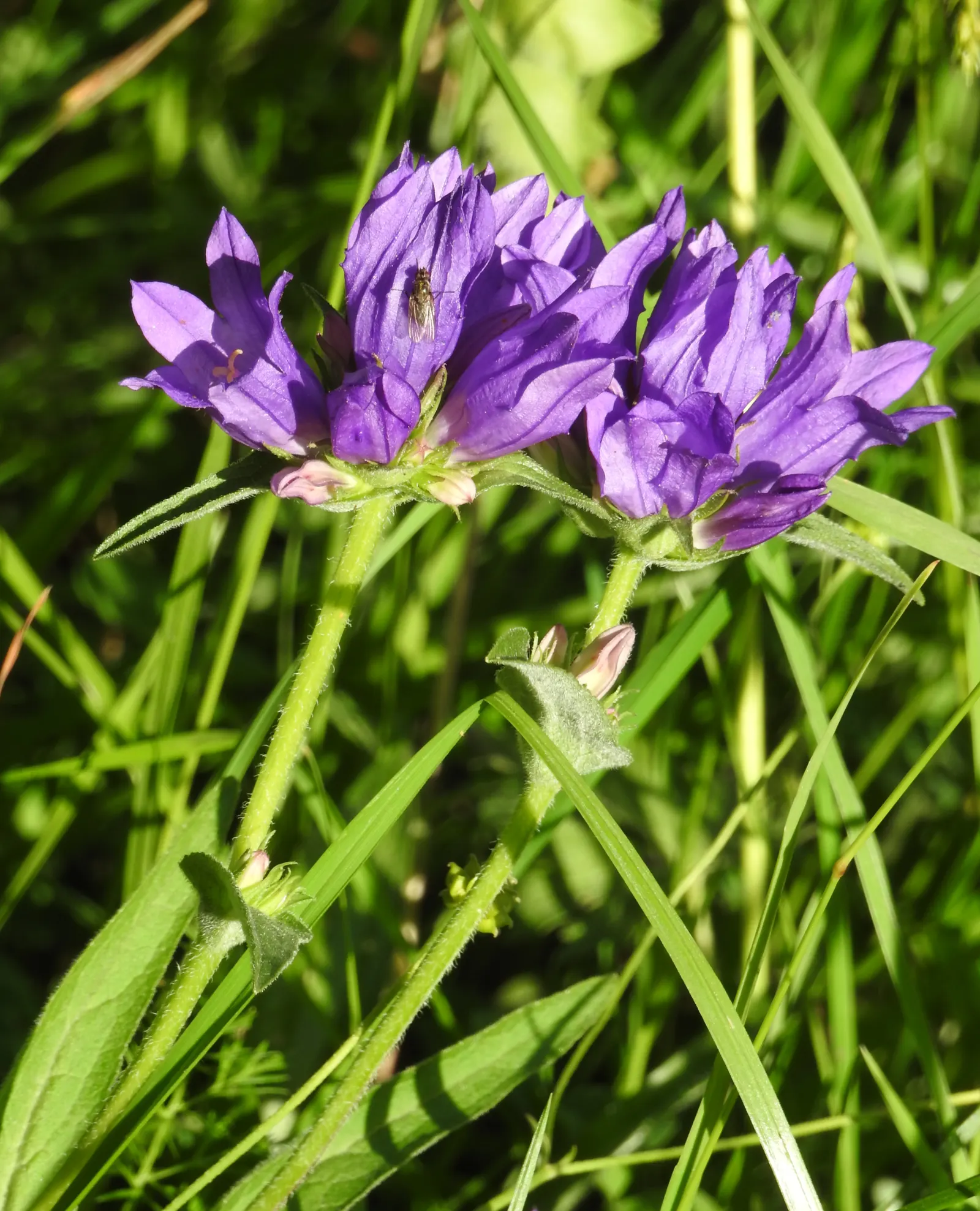 Bellflower (Campanula 'Jelly Bells') — making it an excellent candidate for a variety of landscape designs; slender stems that can grow to heights, image 81