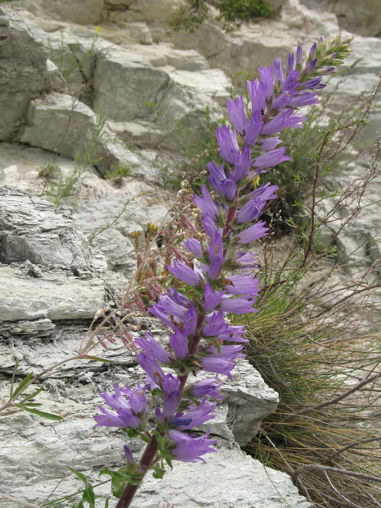 Bellflower (Campanula 'Jelly Bells') — Its flowers boast a vivid blue-purple hue; consider mass plantings for a groundcover effect or use it to, image 58