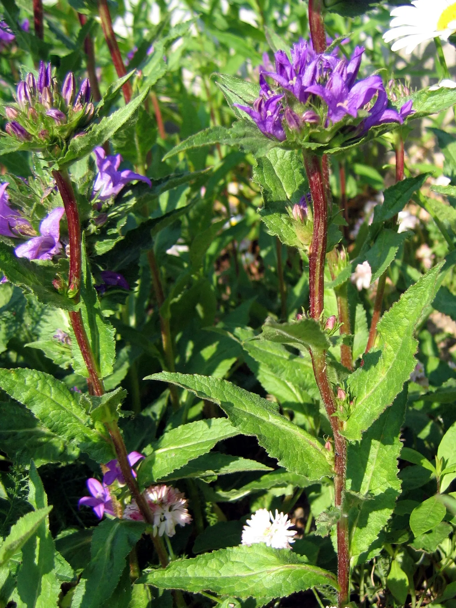 Bellflower (Campanula 'Jelly Bells') — 'Jelly Bells' is a wonderful attractant for bees and butterflies; with an optimal pH range from neutral to slightly