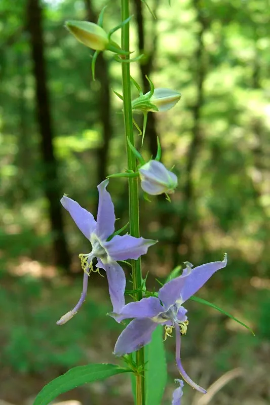 Bellflower (Campanula 'Jelly Bells') — blue and violet flowers in the garden; is a charming perennial that graces gardens with its vibrant presence and