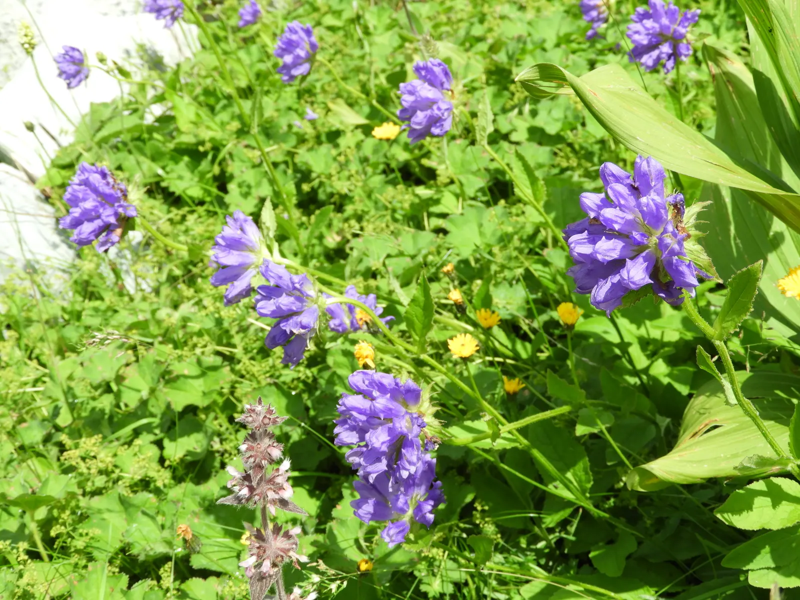 Bellflower (Campanula 'Jelly Bells') — is a charming perennial that graces gardens with its vibrant presence and bell-shaped blooms; blue and, image 55