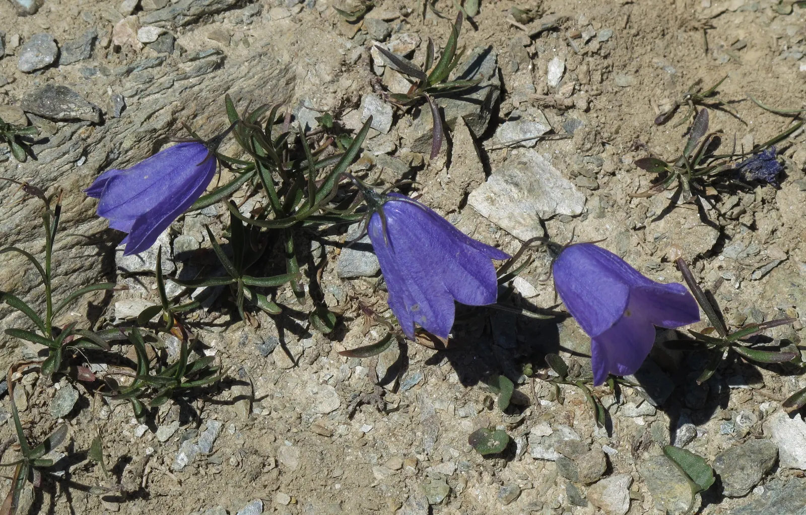 Bellflower (Campanula 'Jelly Bells') — making it an excellent candidate for a variety of landscape designs