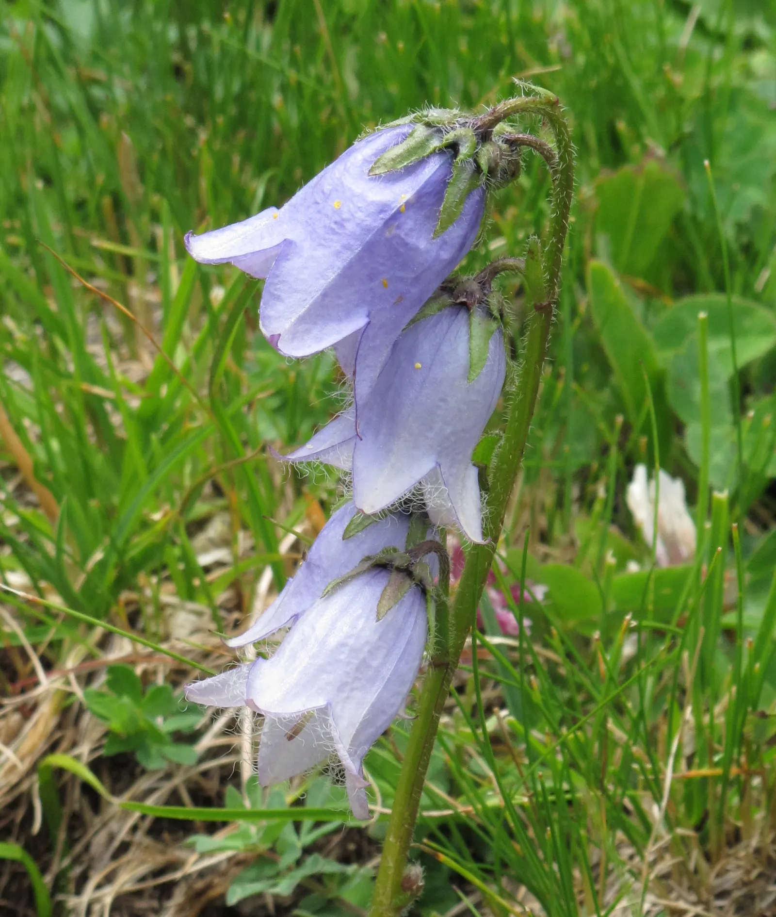 Bellflower (Campanula 'Jelly Bells') — indicating robust temperature tolerance; specifically the Campanula 'Jelly Bells', image 63