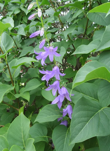 Bellflower (Campanula 'Jelly Bells') — 'Jelly Bells' is a wonderful attractant for bees and butterflies; with an optimal pH range from neutral to, image 68