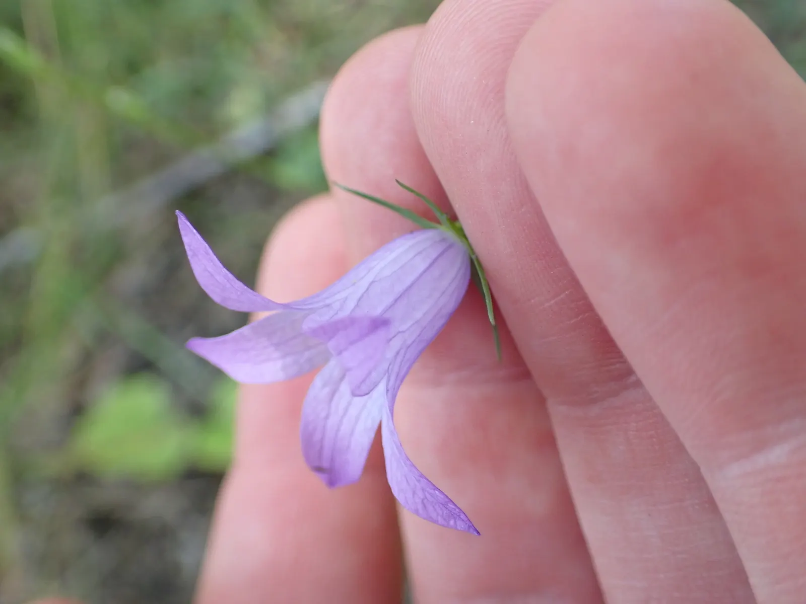 Bellflower (Campanula 'Jelly Bells') — specifically the Campanula 'Jelly Bells'