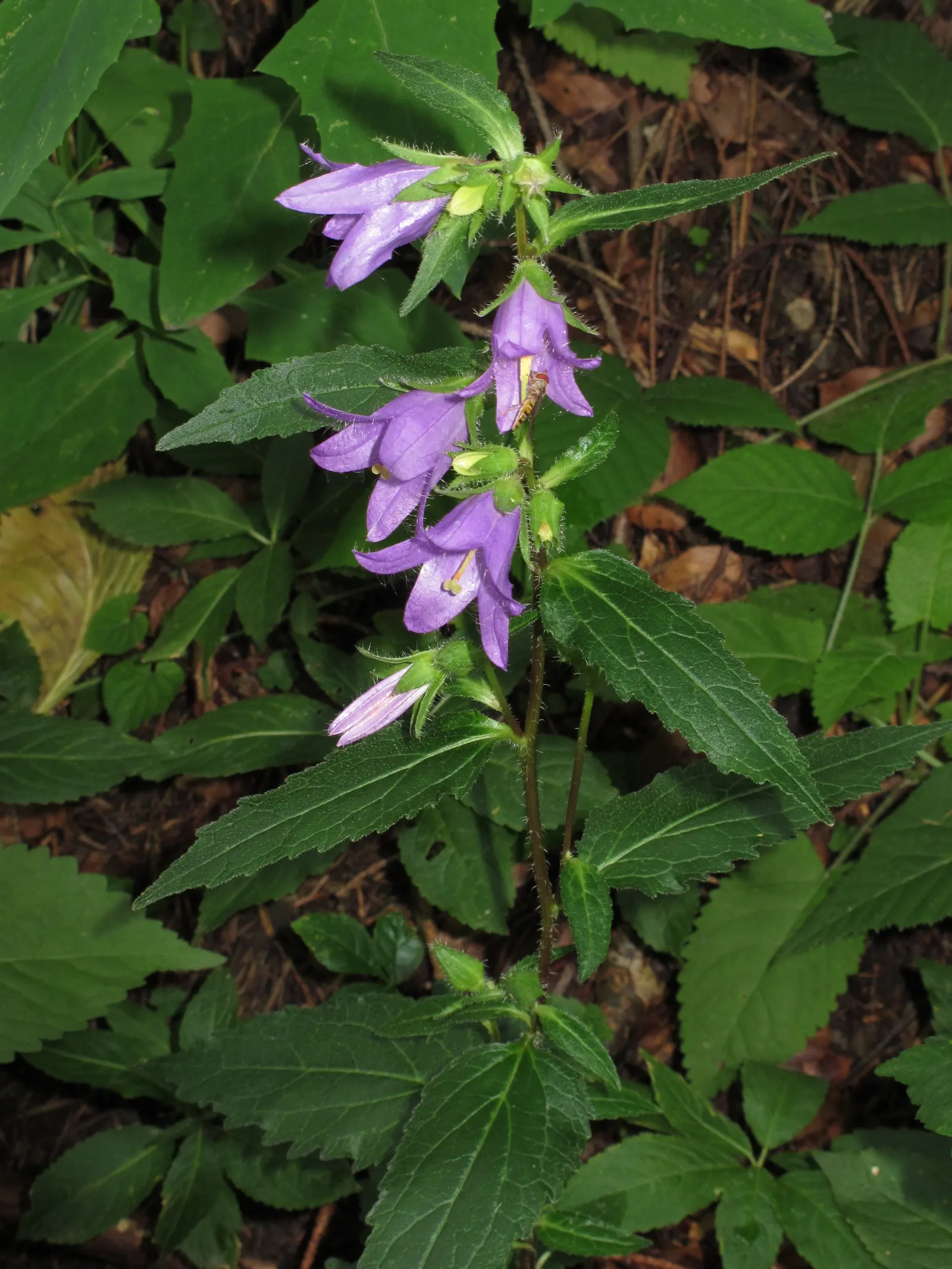 Bellflower (Campanula 'Jelly Bells') — adding an environmentally friendly aspect to its allure; ground cover / perennial for full, image 69
