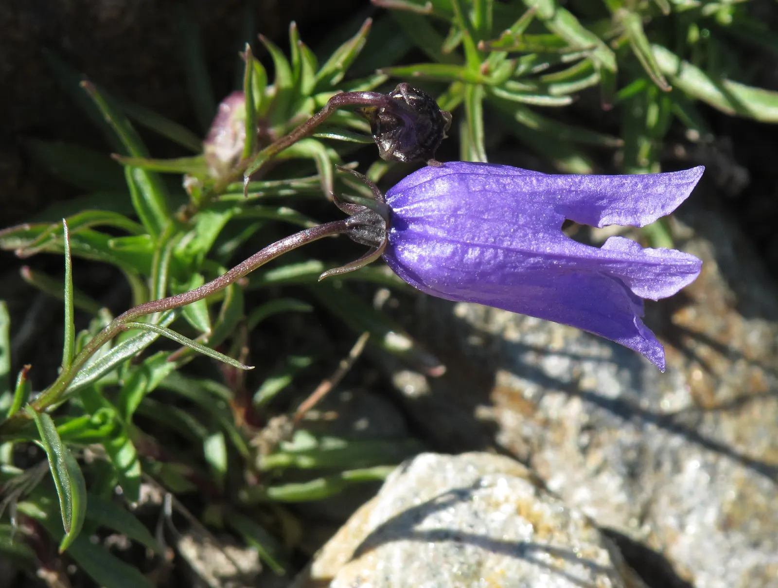Bellflower (Campanula 'Jelly Bells') — the Campanula 'Jelly Bells' is hardy in USDA zones 4 to 8