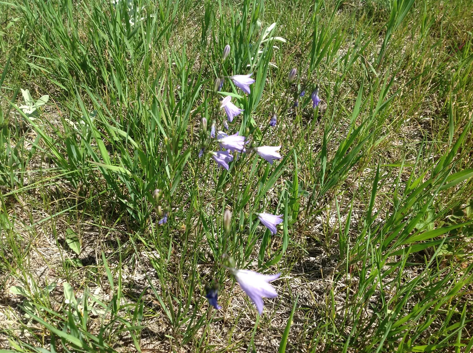 Bellflower (Campanula 'Jelly Bells') — adding an environmentally friendly aspect to its allure