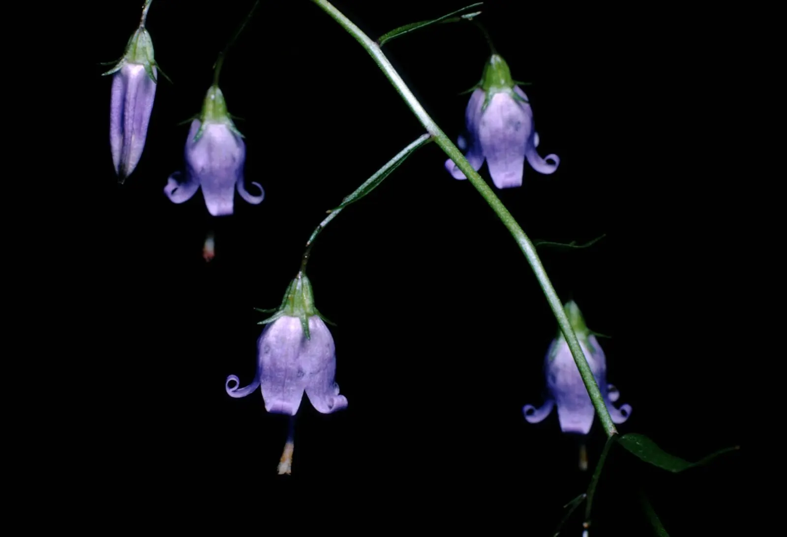 Bellflower (Campanula 'Jelly Bells') — specifically the Campanula 'Jelly Bells'; indicating robust temperature tolerance, image 78