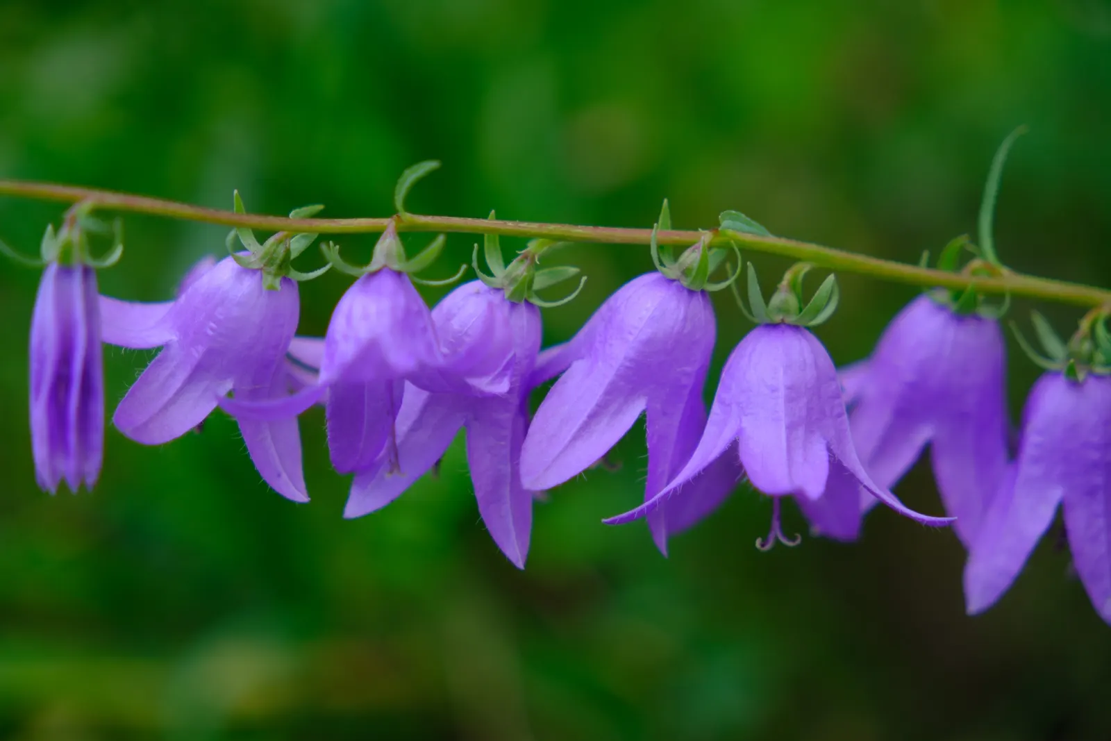 Bellflower (Campanula 'Jelly Bells') — is a delightful perennial with striking bell-shaped