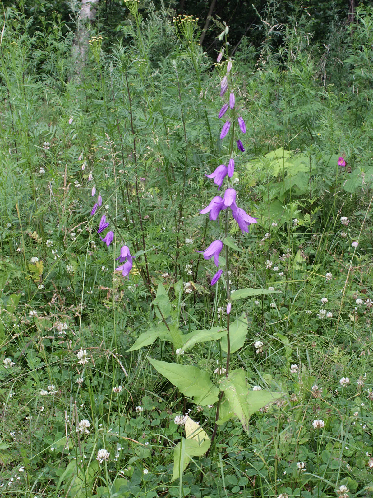 Bellflower (Campanula 'Jelly Bells') — The blooms are borne on upright; is a delightful perennial with striking bell-shaped, image 83