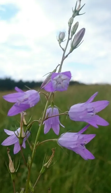 Bellflower (Campanula 'Jelly Bells') — This herbaceous plant hails from the Campanulaceae family and is known for its ease of care and resiliency, image 80