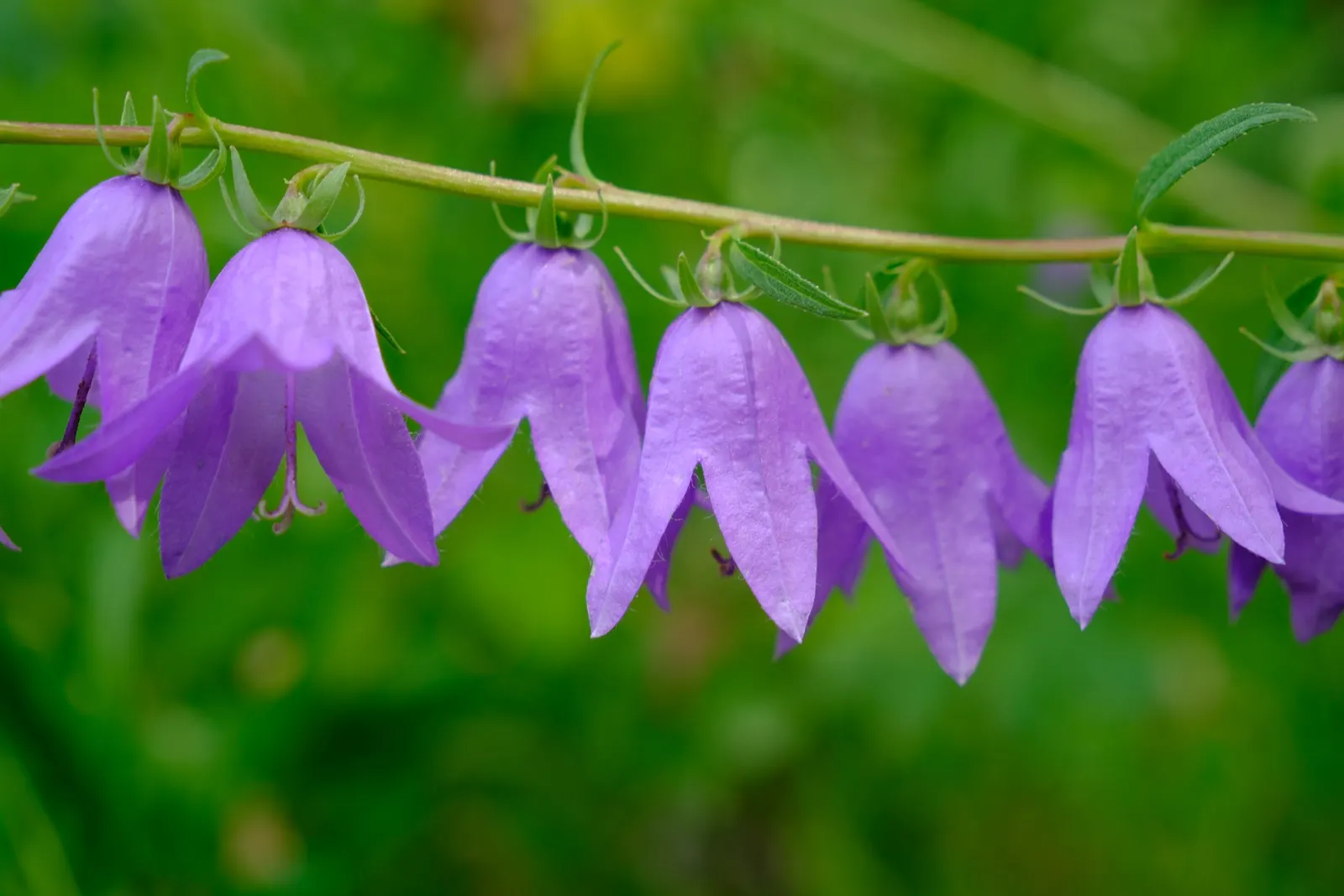 Bellflower (Campanula 'Jelly Bells') — is a charming perennial that graces gardens with its vibrant presence and bell-shaped blooms; blue and, image 79