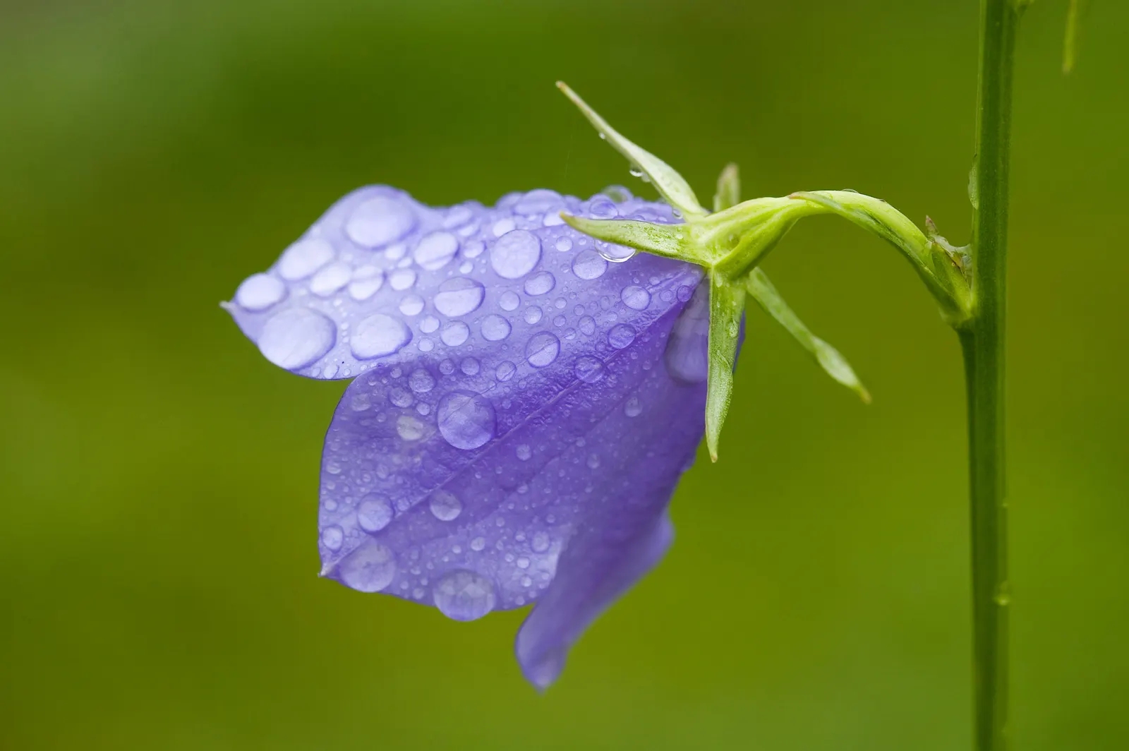 Bellflower (Campanula 'Jelly Bells') — commonly known as Bellflower