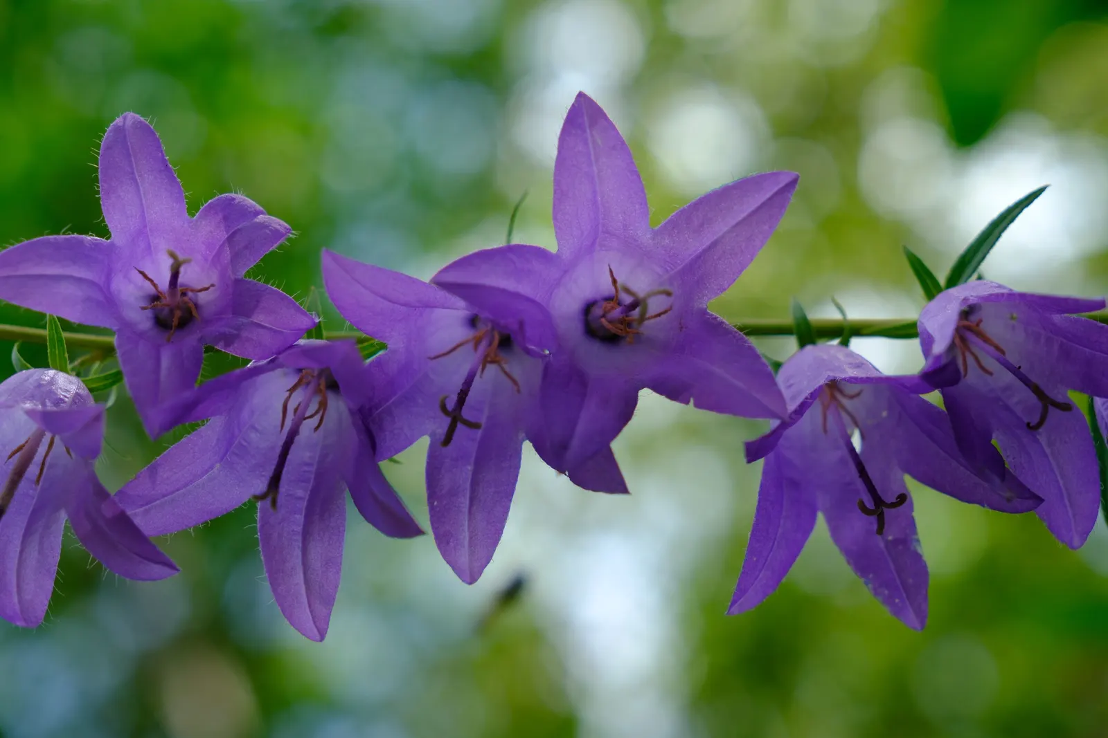 Bellflower (Campanula 'Jelly Bells') — Blooming from early to late summer, it adds a vibrant yet soft touch to borders and cottage gardens, image 76
