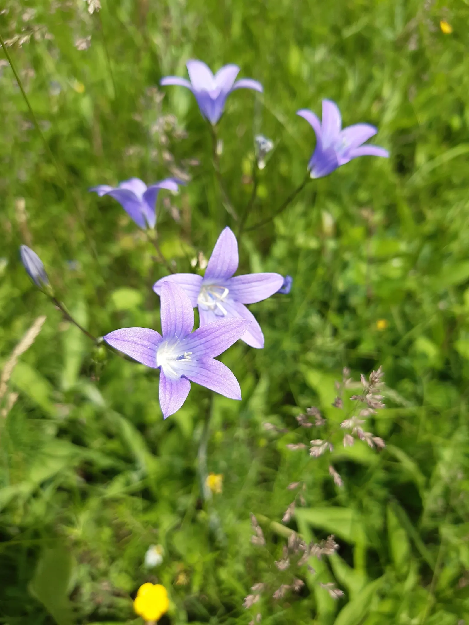 Bellflower (Campanula 'Jelly Bells') — slender stems that can grow to heights between 12 to 18 inches; making it an excellent candidate for a, image 84