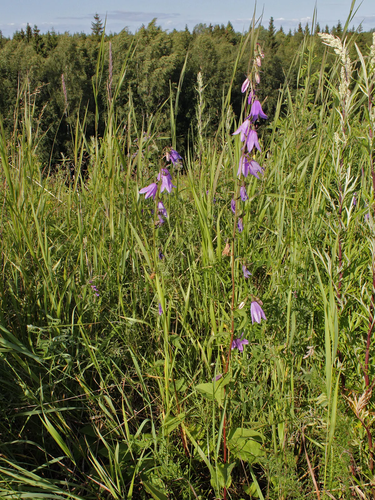 Bellflower (Campanula 'Jelly Bells') — Its upright stems reach 18-24 inches tall and spread up to 12 inches wide, thriving in full sun to part shade; for best