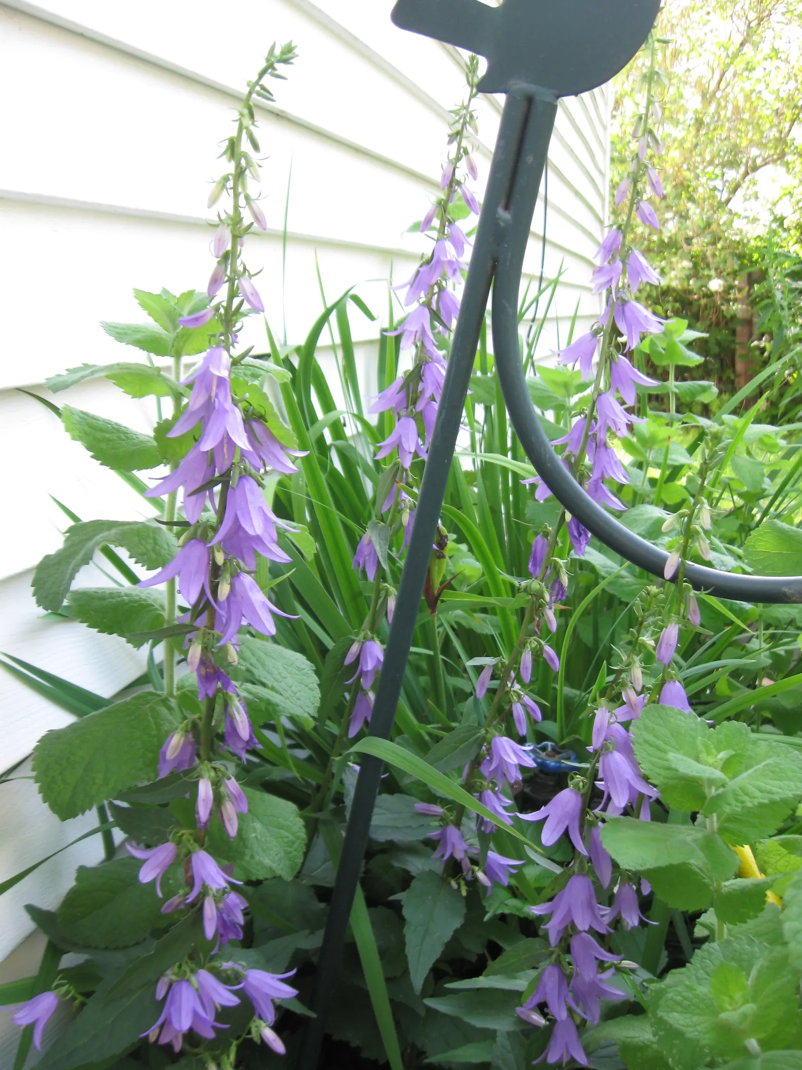 Bellflower (Campanula 'Jelly Bells') — specifically the Campanula 'Jelly Bells'; indicating robust temperature tolerance