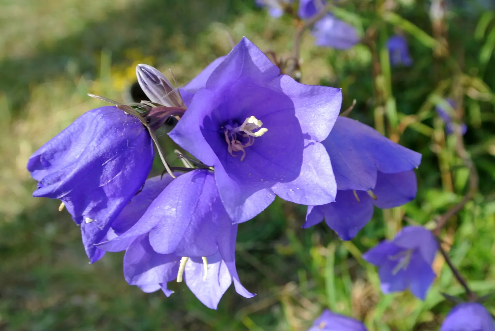 Bellflower (Campanula 'Jelly Bells') — 'Jelly Bells' is a wonderful attractant for bees and butterflies