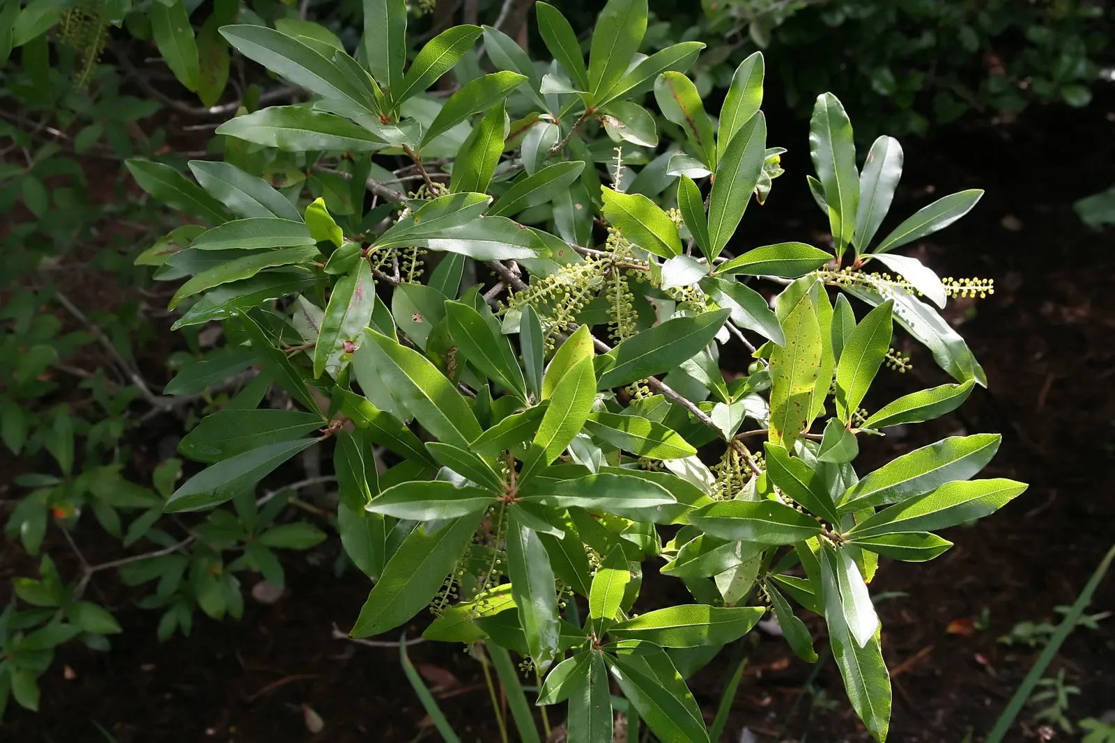 Red Huckleberry (Vaccinium Parvifolium) — offering a delightful visual contrast against the vibrant green leaves.<br><br>For successful growth; <br><br>This