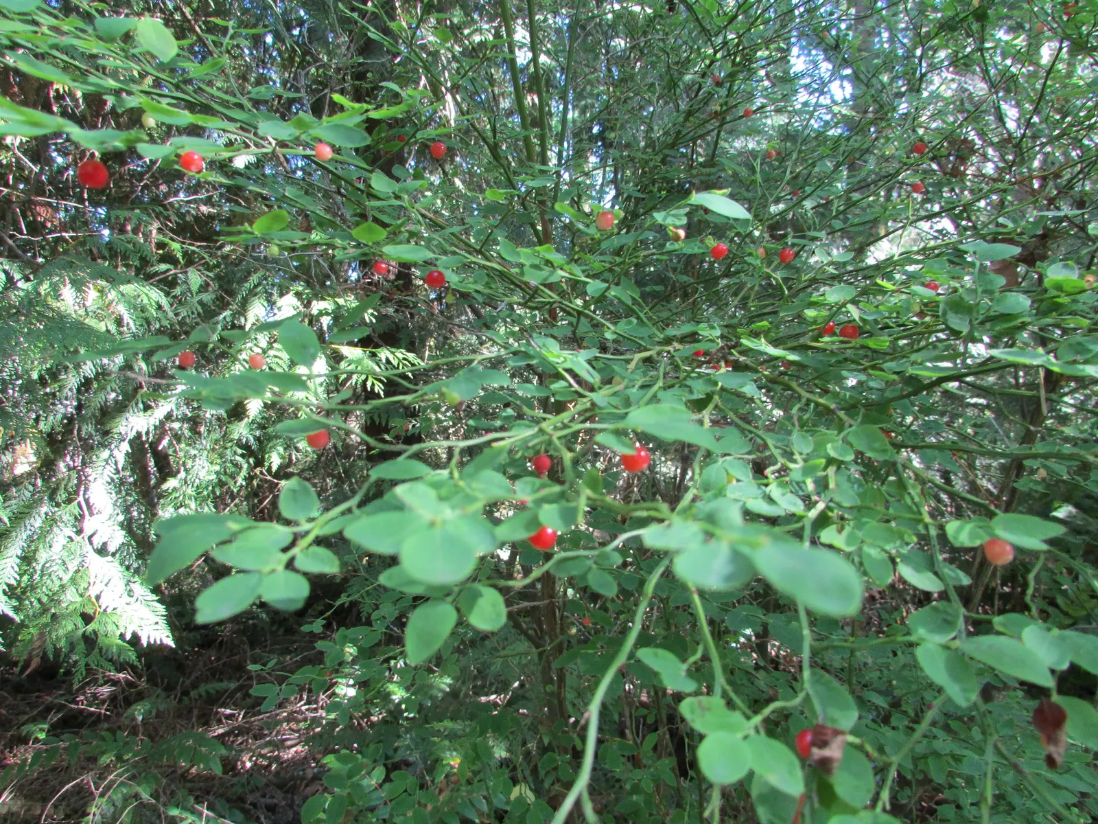 Red Huckleberry (Vaccinium Parvifolium) — They require partial to full shade conditions, mimicking their natural understory habitat