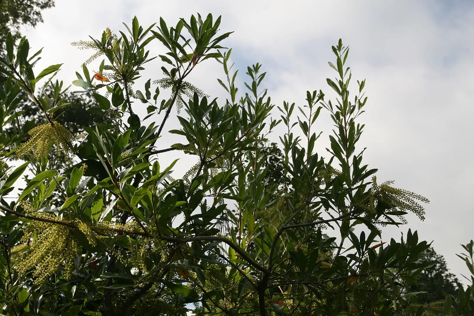 Red Huckleberry (Vaccinium Parvifolium) — white flowers in the garden