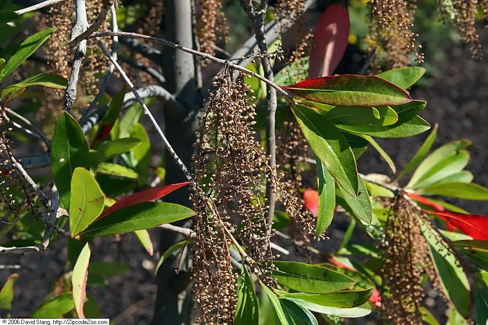 Red Huckleberry (Vaccinium Parvifolium) — with a spread of 3 to 8 feet