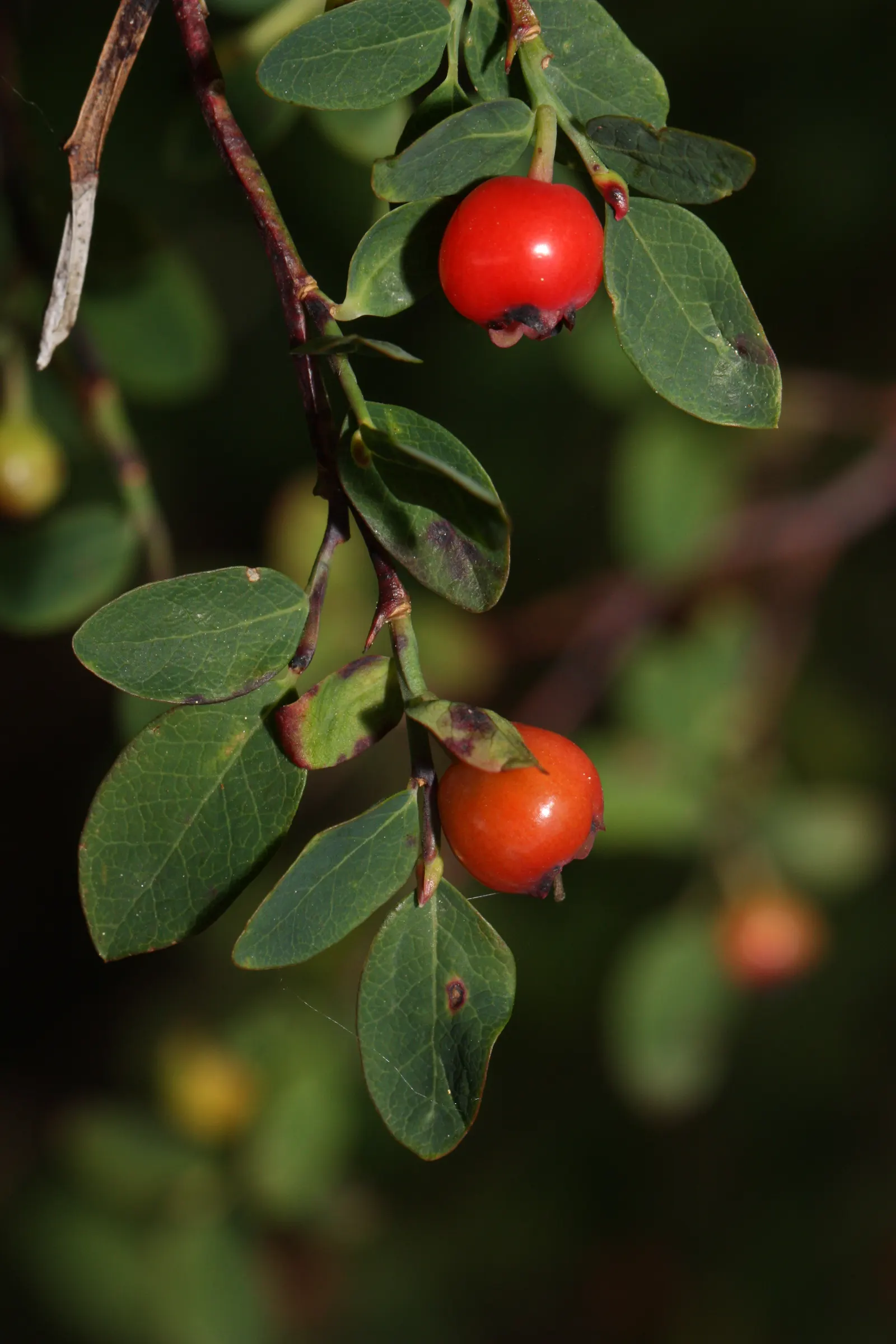 Red Huckleberry (Vaccinium Parvifolium) — Come late summer and autumn, the shrub bears its namesake: bright red huckleberries