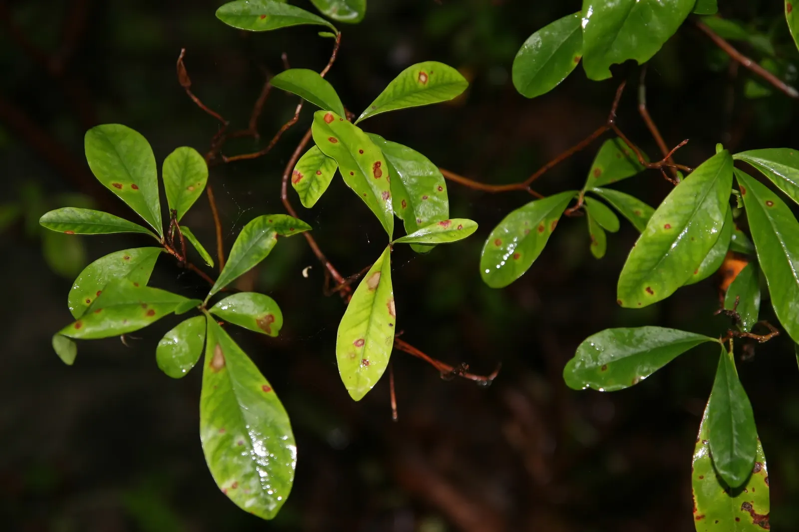 Red Huckleberry (Vaccinium Parvifolium) — about 1/4 inch in diameter