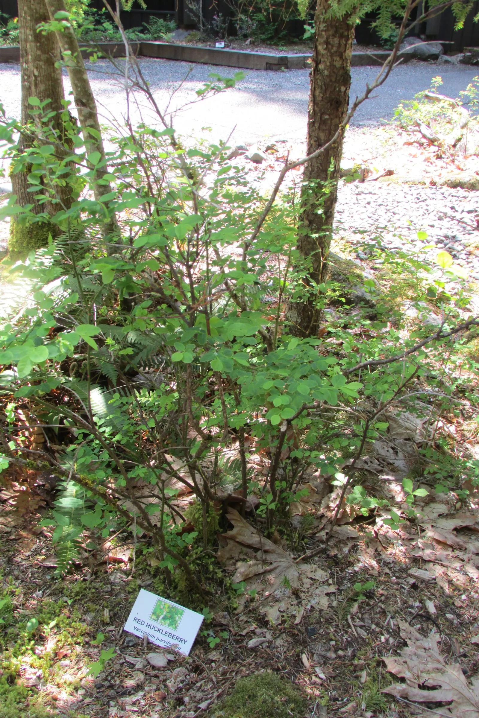 Red Huckleberry (Vaccinium Parvifolium) — bestowing a naturally airy structure perfect for layering in your landscape