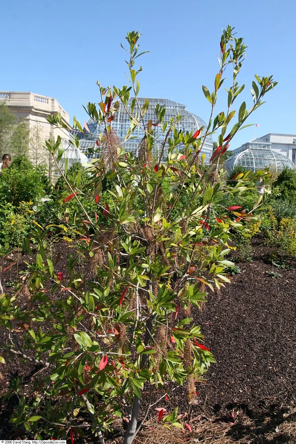 Red Huckleberry (Vaccinium Parvifolium) — ideal for woodland-style gardens; bright green leaves and an airy