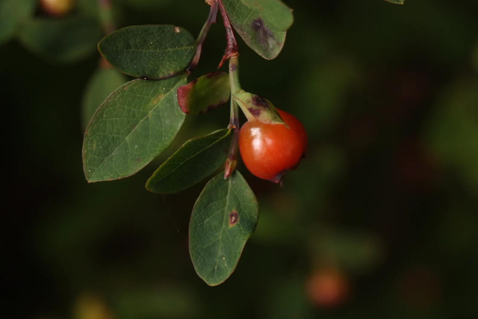 Red Huckleberry (Vaccinium Parvifolium) — This charming shrub typically grows to an average height of 3 to 12 feet