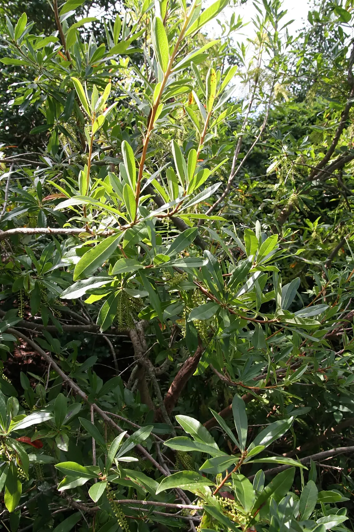 Red Huckleberry (Vaccinium Parvifolium) — well-drained soils rich in organic material; ensuring a thriving and picturesque garden scene