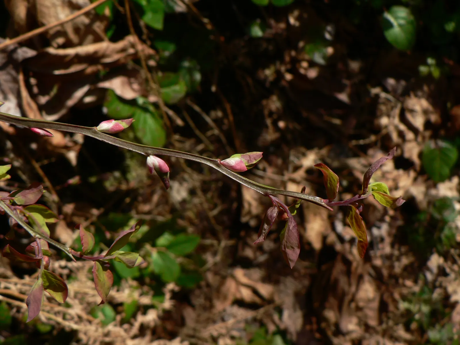 Red Huckleberry (Vaccinium Parvifolium) — bright green leaves and an airy