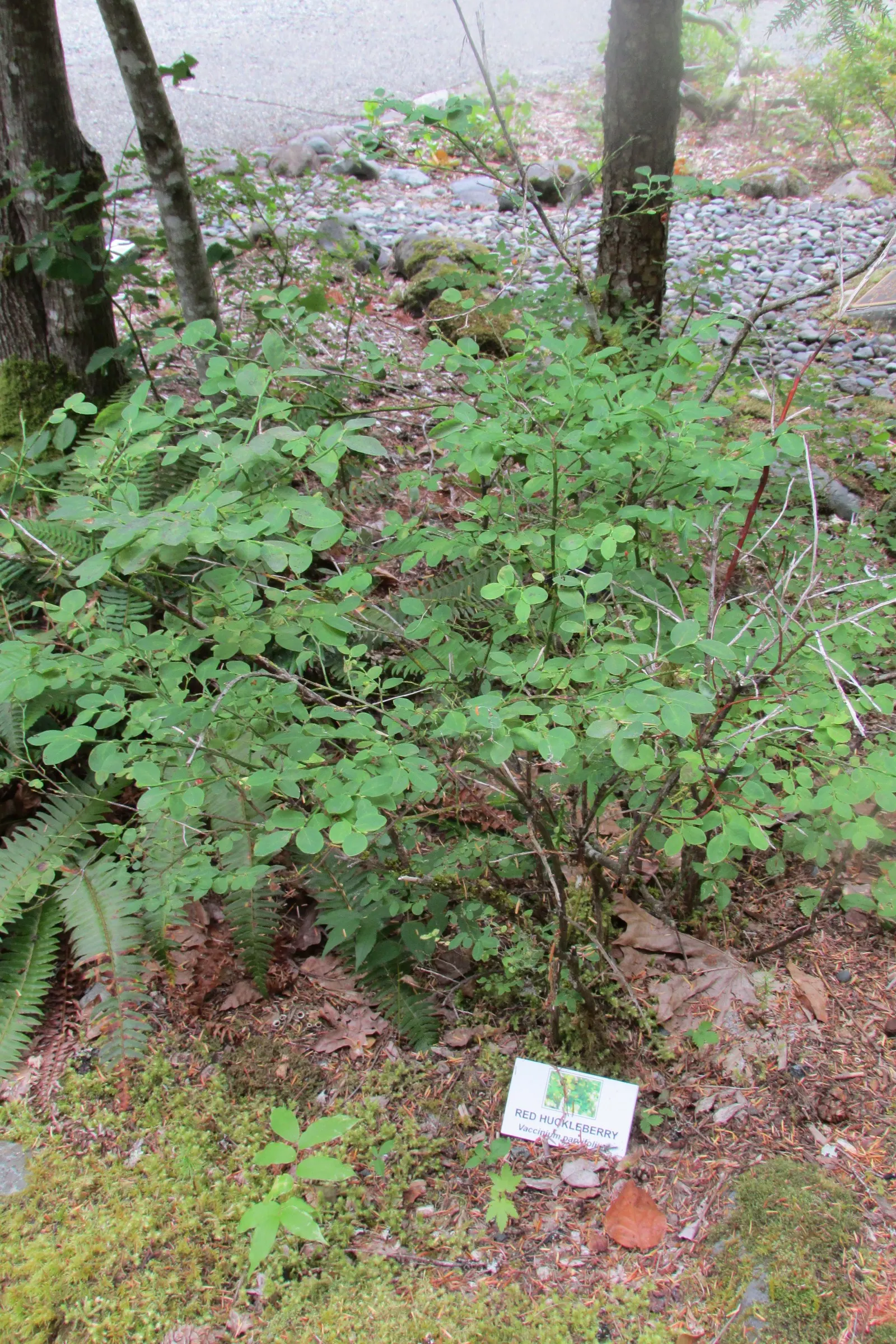 Red Huckleberry (Vaccinium Parvifolium) — offering a delightful visual contrast against the vibrant green leaves.<br><br>For successful growth
