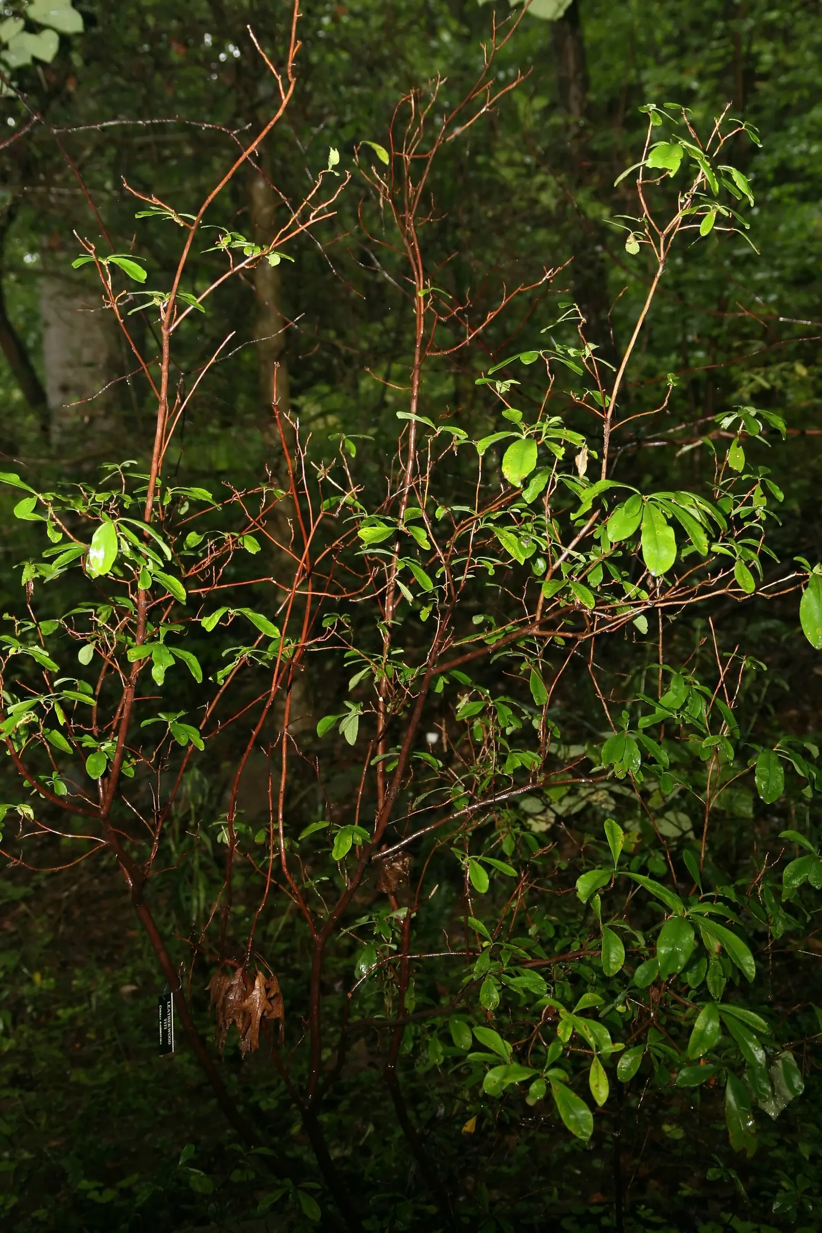 Red Huckleberry (Vaccinium Parvifolium) — shrub with white blooms