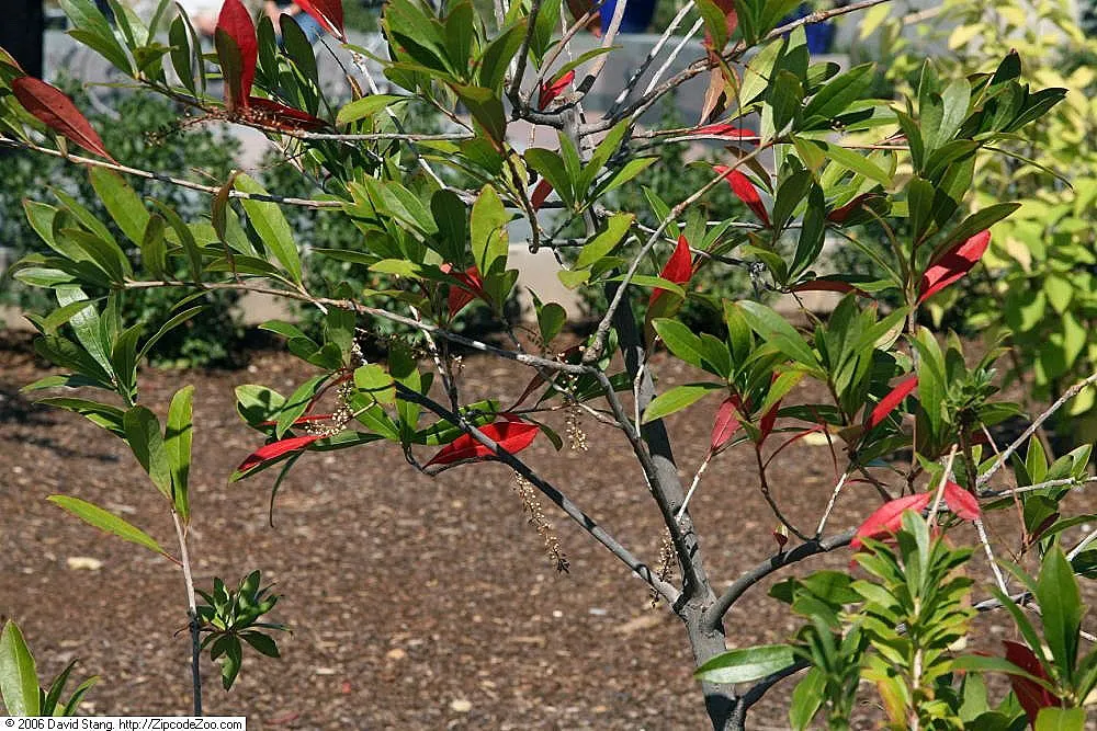 Red Huckleberry (Vaccinium Parvifolium) — it adorns itself with petite; ensuring a thriving and picturesque garden scene