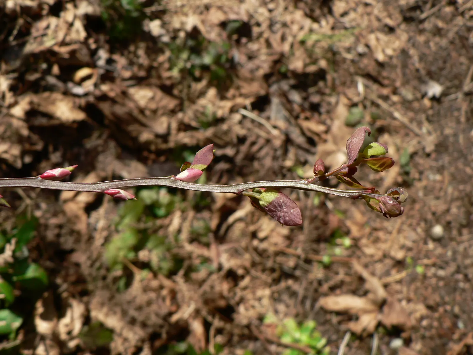 Red Huckleberry (Vaccinium Parvifolium) — It boasts delicate, bell-shaped flowers and vibrant, translucent red berries relished by wildlife