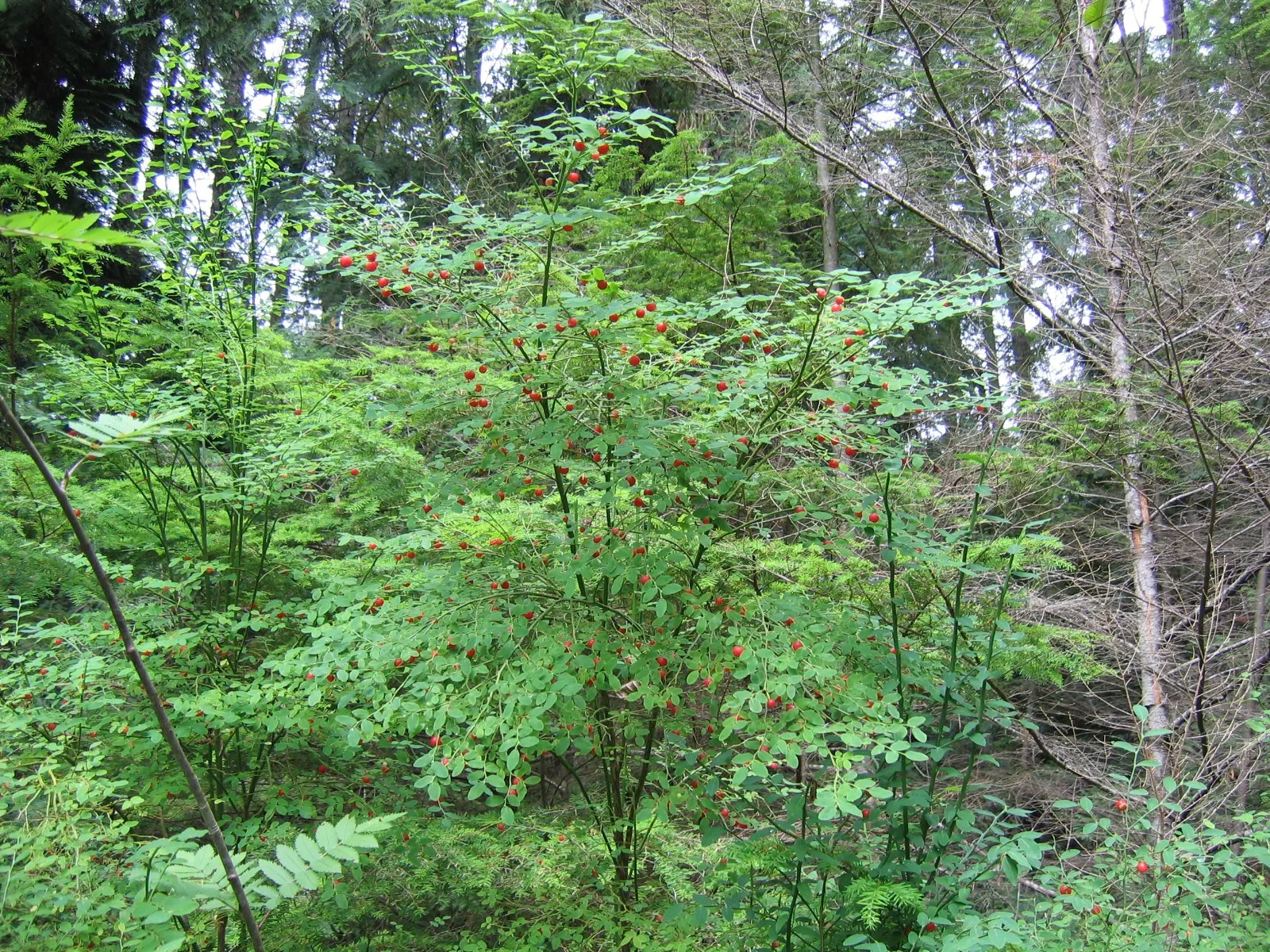 Red Huckleberry (Vaccinium Parvifolium) — It boasts delicate, bell-shaped flowers and vibrant, translucent red berries relished by wildlife; <br><br>This plant