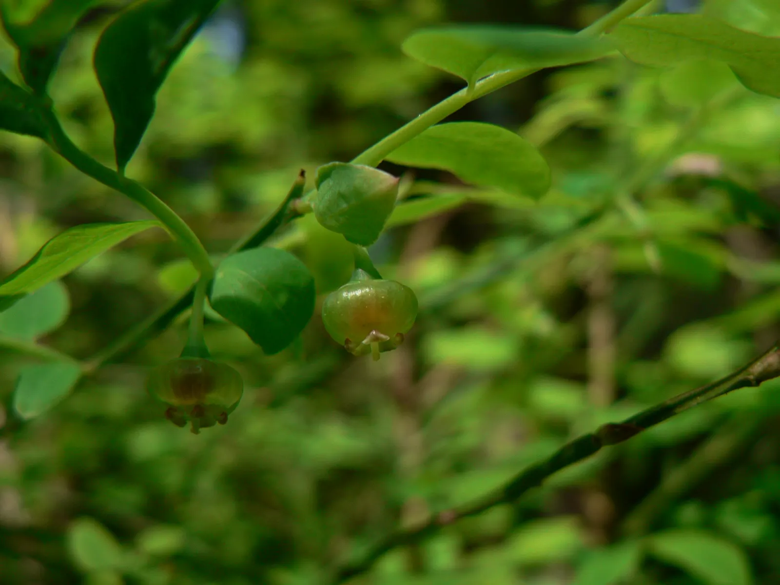 Red Huckleberry (Vaccinium Parvifolium) — bestowing a naturally airy structure perfect for layering in your landscape; <br><br>This plant is renowned for its