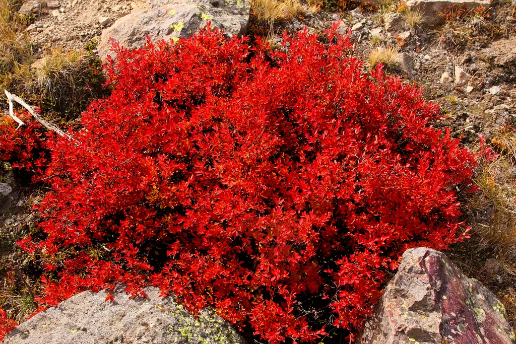 Red Huckleberry (Vaccinium Parvifolium) — shrub for half