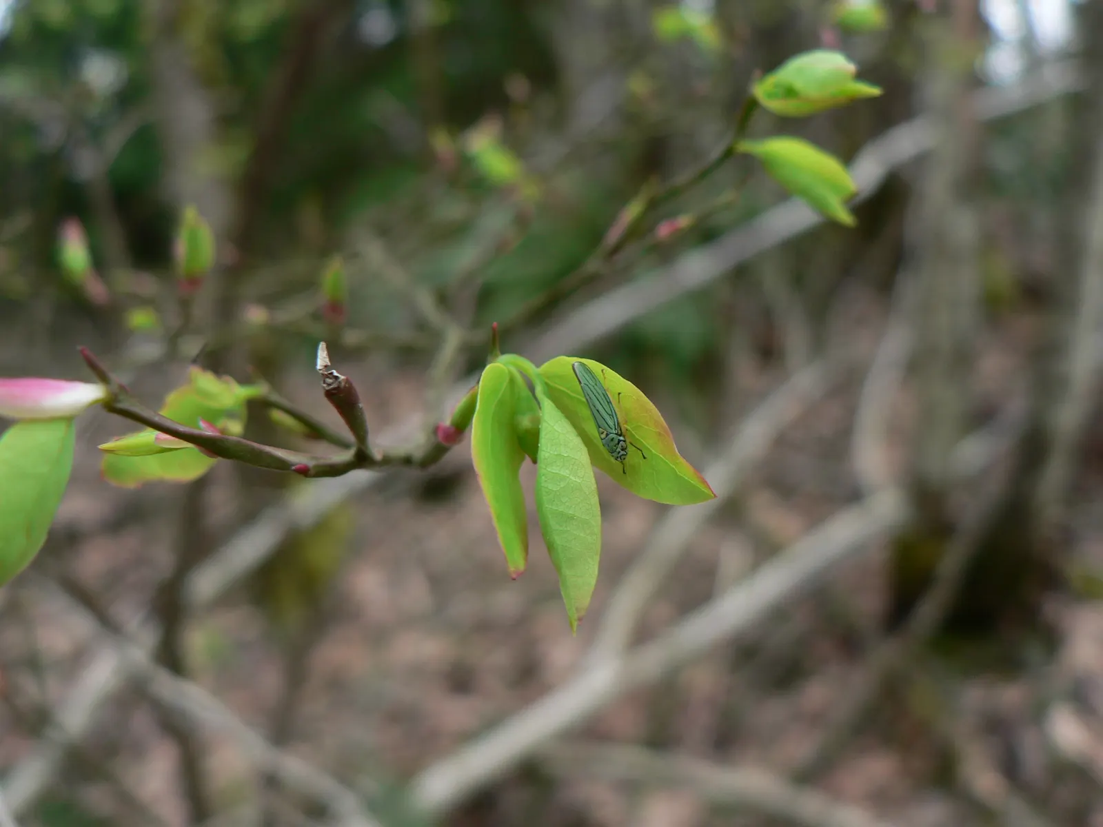 Red Huckleberry (Vaccinium Parvifolium) — Typically reaching 3-12 feet in height