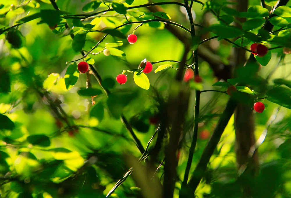 Red Huckleberry (Vaccinium Parvifolium) — Minimal pruning is necessary, typically just for shaping or size control; offering a delightful visual contrast