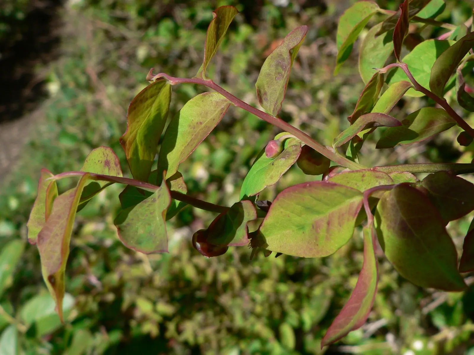 Red Huckleberry (Vaccinium Parvifolium) — emerges from pink-tinted to red stems