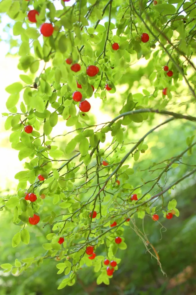 Red Huckleberry (Vaccinium Parvifolium) — well-drained soils rich in organic material