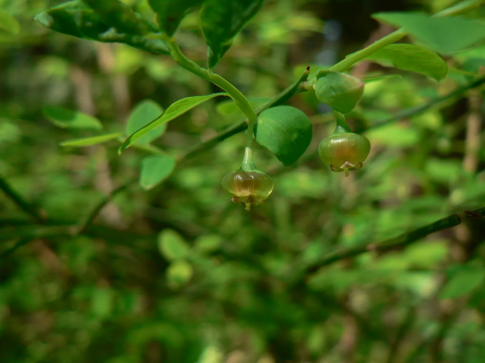 Red Huckleberry (Vaccinium Parvifolium) — <br><br>This plant is renowned for its small, elliptical leaves which usually measure about 1 to 2 inches long