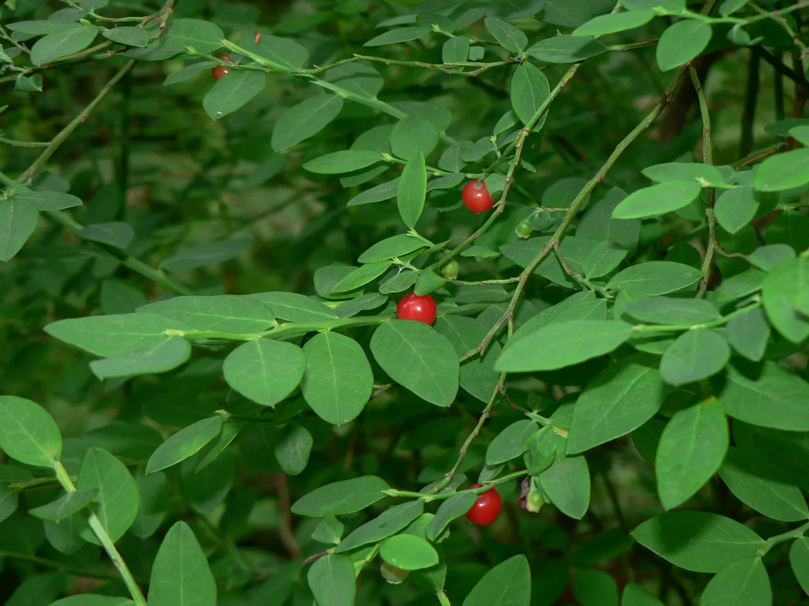 Red Huckleberry (Vaccinium Parvifolium) — which are a treat for local pollinators; <br><br>This plant is renowned for its small, elliptical leaves which
